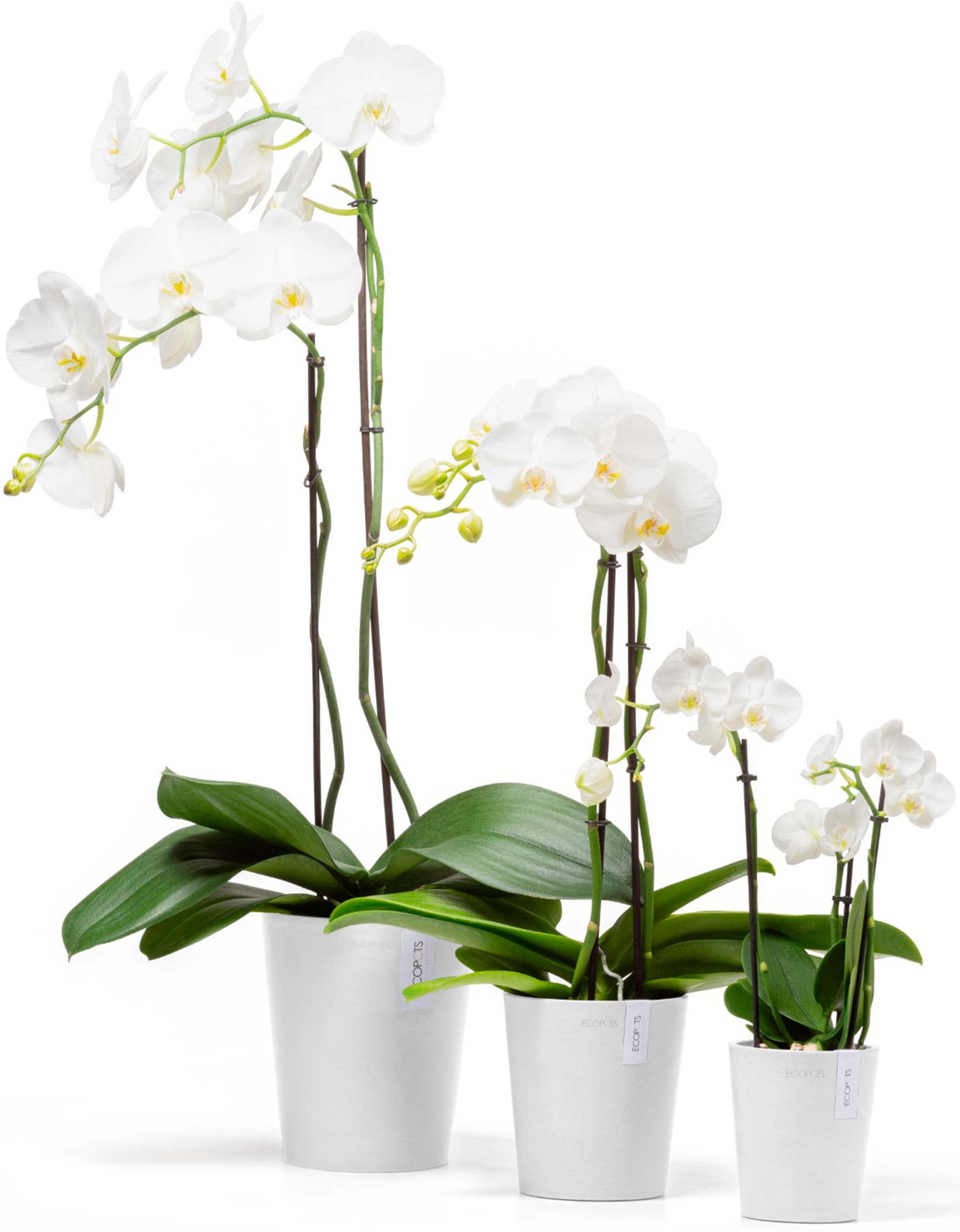 ECOPOTS Blumentopf »Morinda Orchidee 11 Weiß«, für den Innenbereich