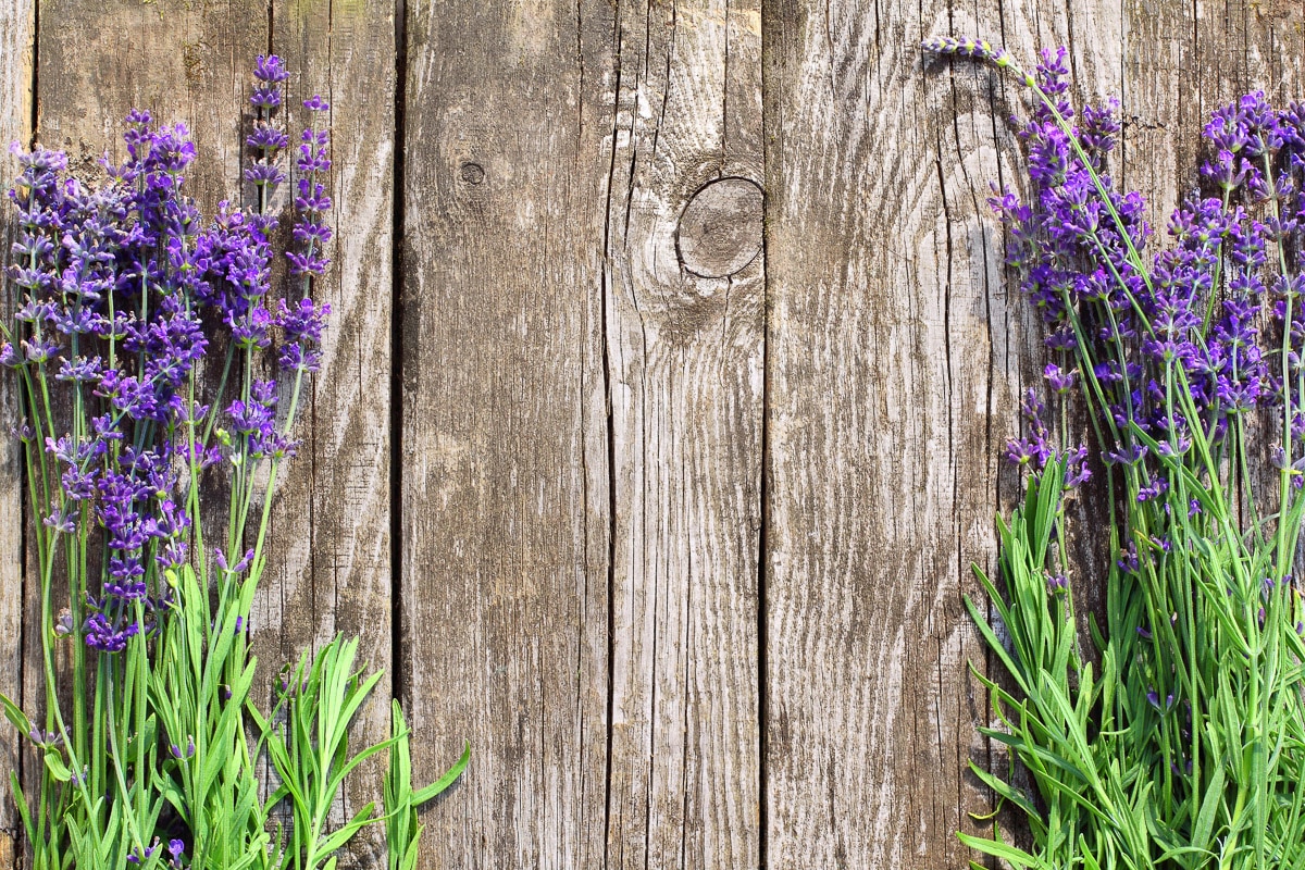 Papermoon "Blumen an Holzwand"