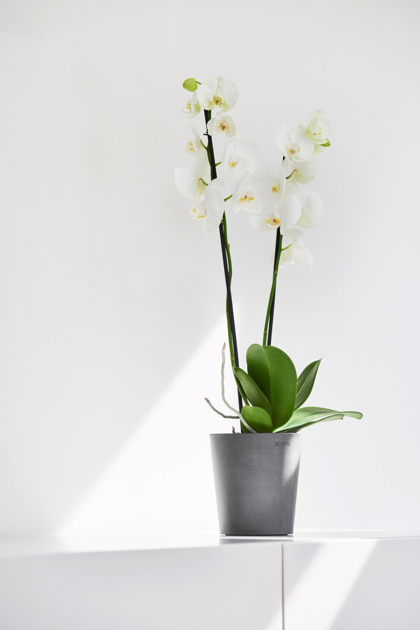 ECOPOTS Blumentopf »Morinda«, ØxH: 14,2x16 cm
