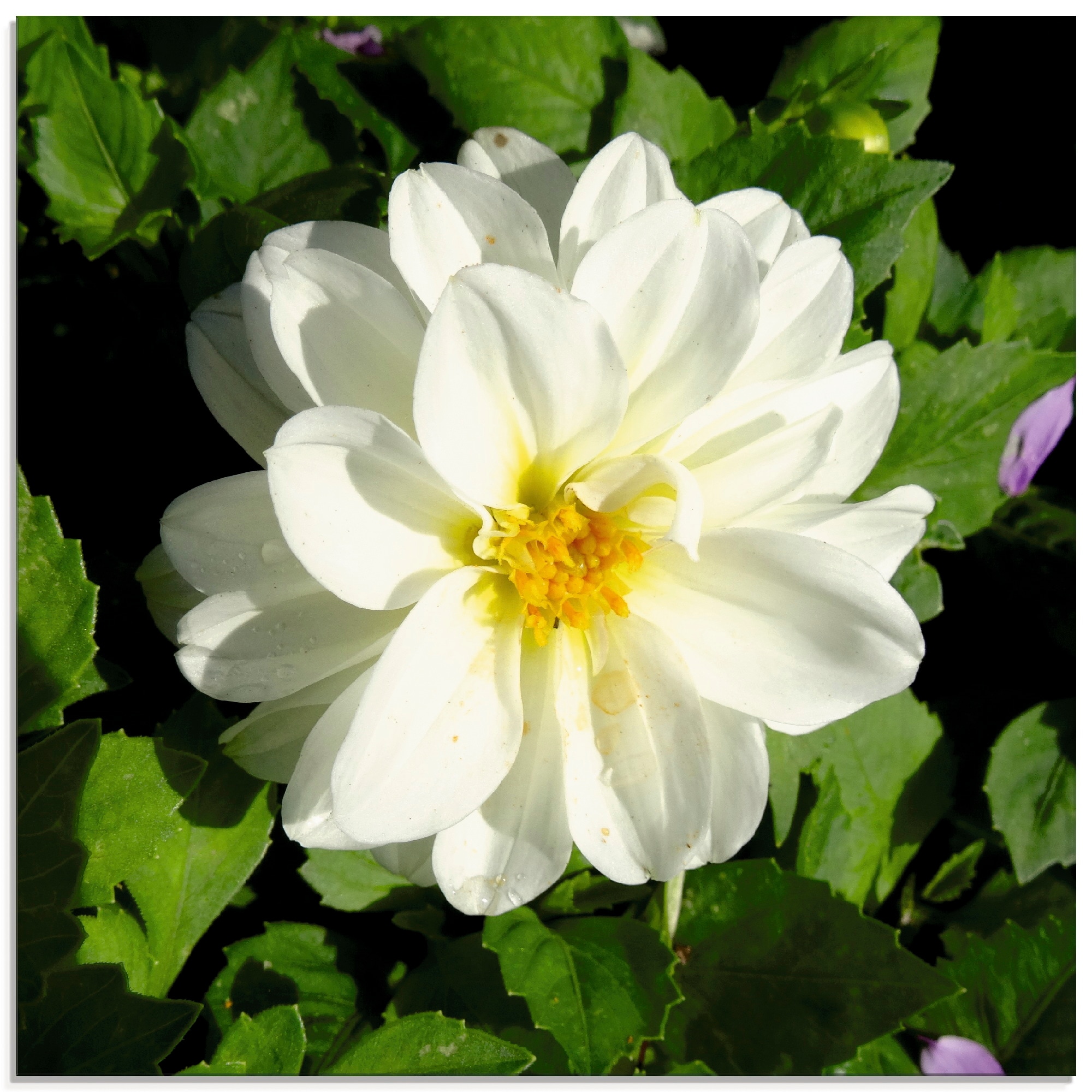 St.), Glasbild Blumen, | (1 bestellen in verschiedenen Dahlienblüte«, BAUR Größen Artland »Weiße