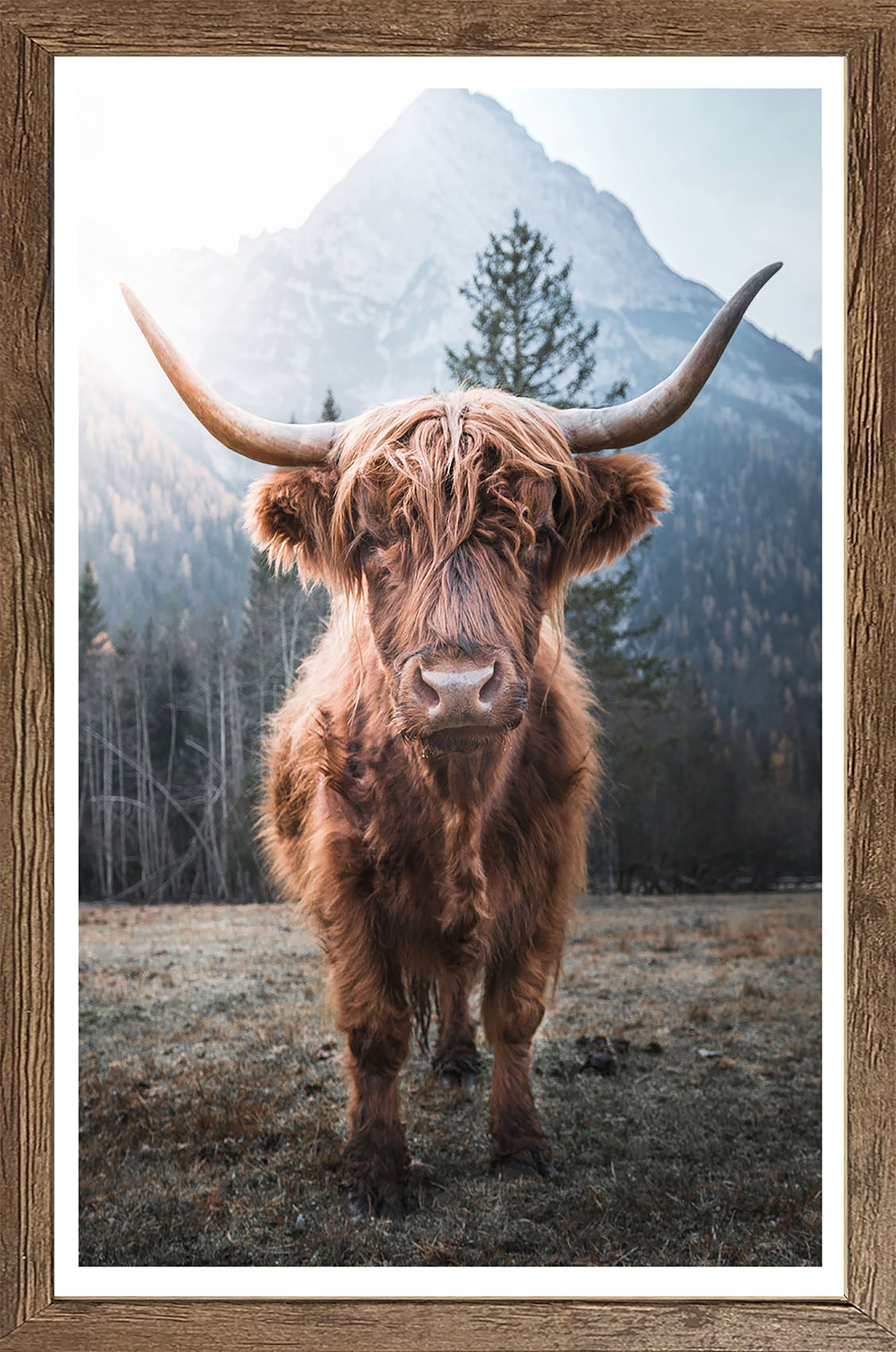 Bönninghoff Bild mit Rahmen "Wandbild gerahmt HOCHLANDRIND 50x70 cm – Rustikale Tierdeko aus den" Berge Hochlandrind Landschaft Natur Tiere 1 Stk. tlg. mit dekorativem Rahmen