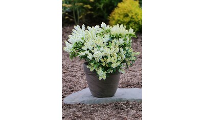 BCM Gehölze »Lavendelheide 'Prelude'«, (3 St.), Höhe: 20-25 cm, 3 Pflanzen kaufen