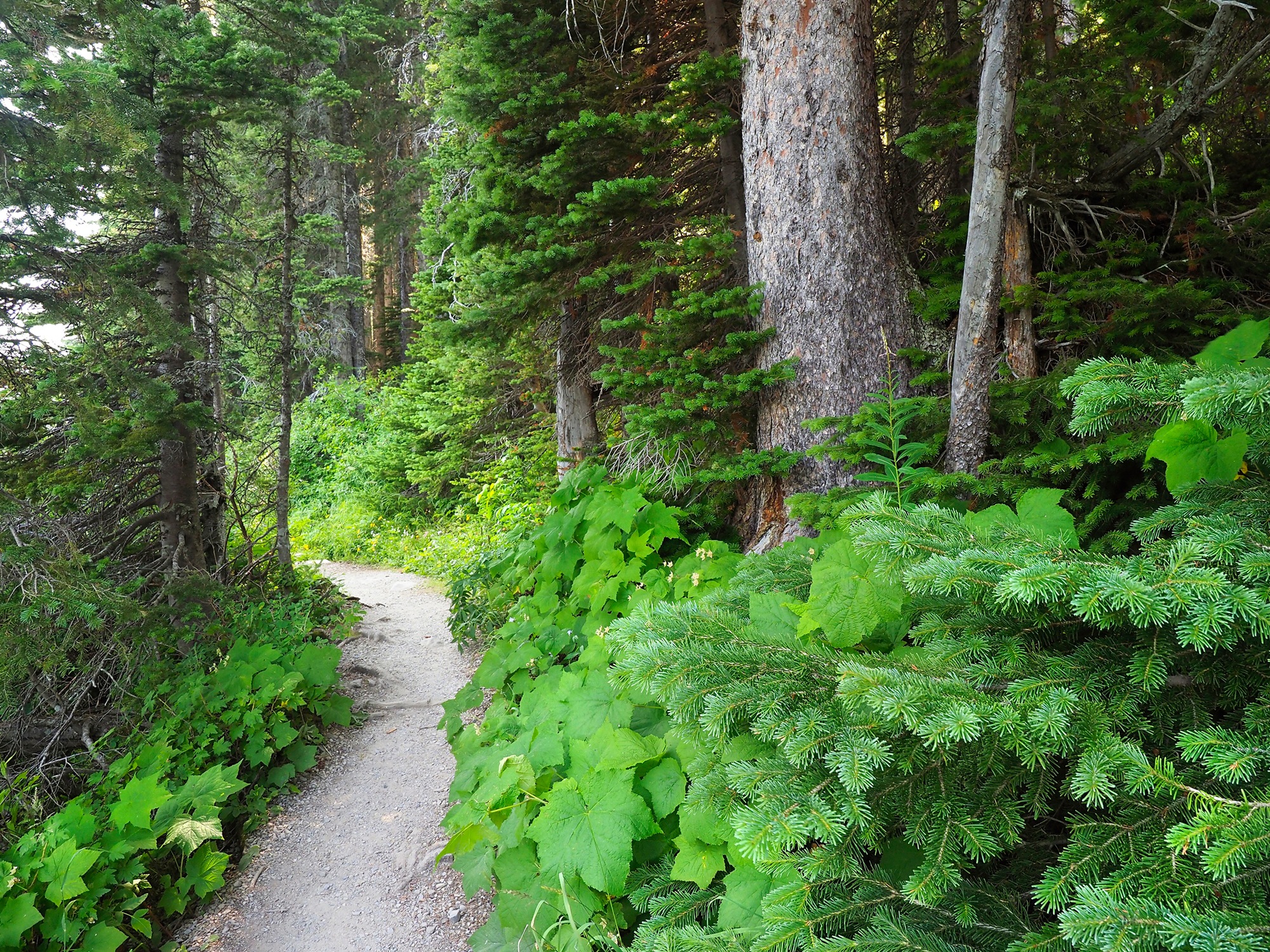 Papermoon Fototapete »WALD IN KANADA-BAUM FICHTE NATUR PFLANZE SONNE WEG SEE«