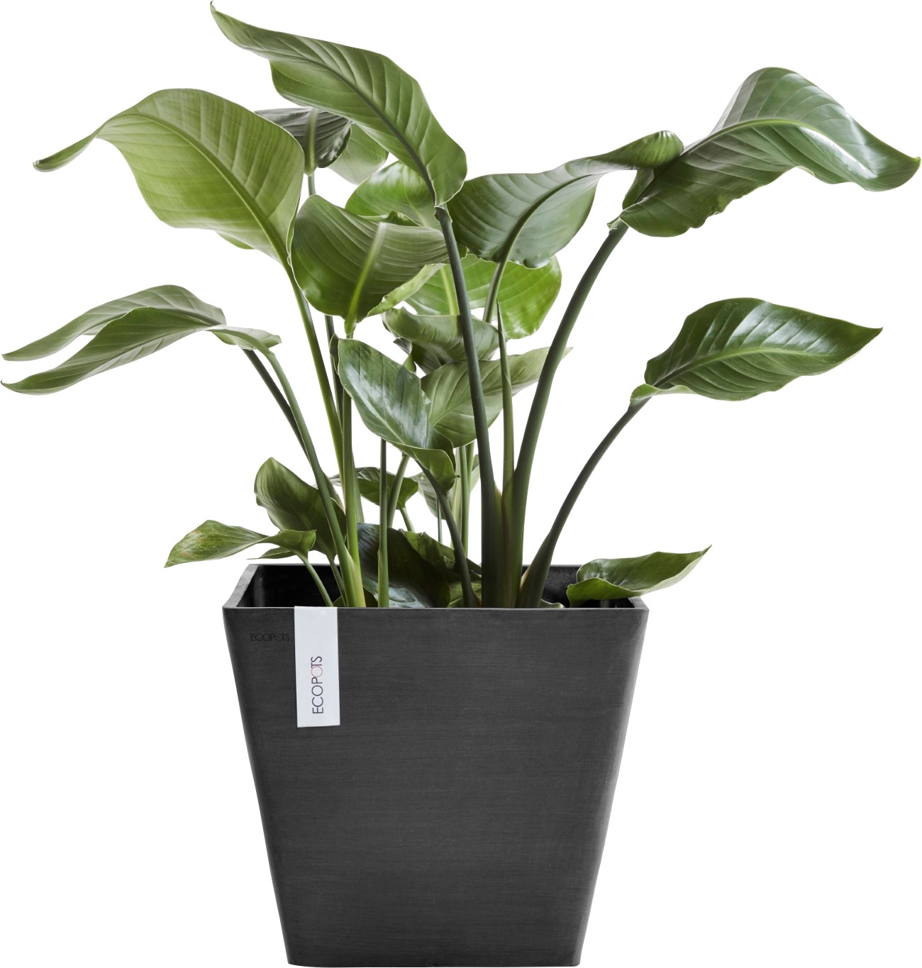 Black Friday ECOPOTS Blumentopf »ROTTERDAM Dark Grey«, BxTxH: 40x40x35 cm |  BAUR