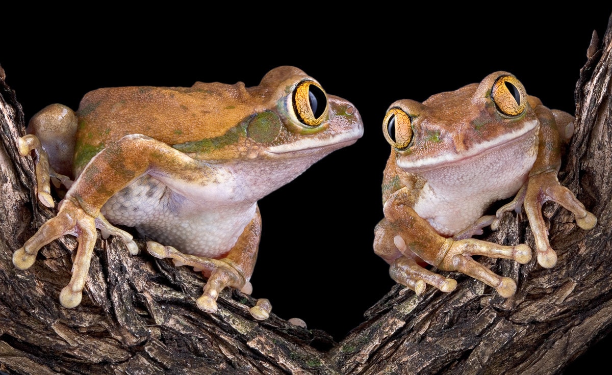 Papermoon "Froschliebe mit großen Augen"