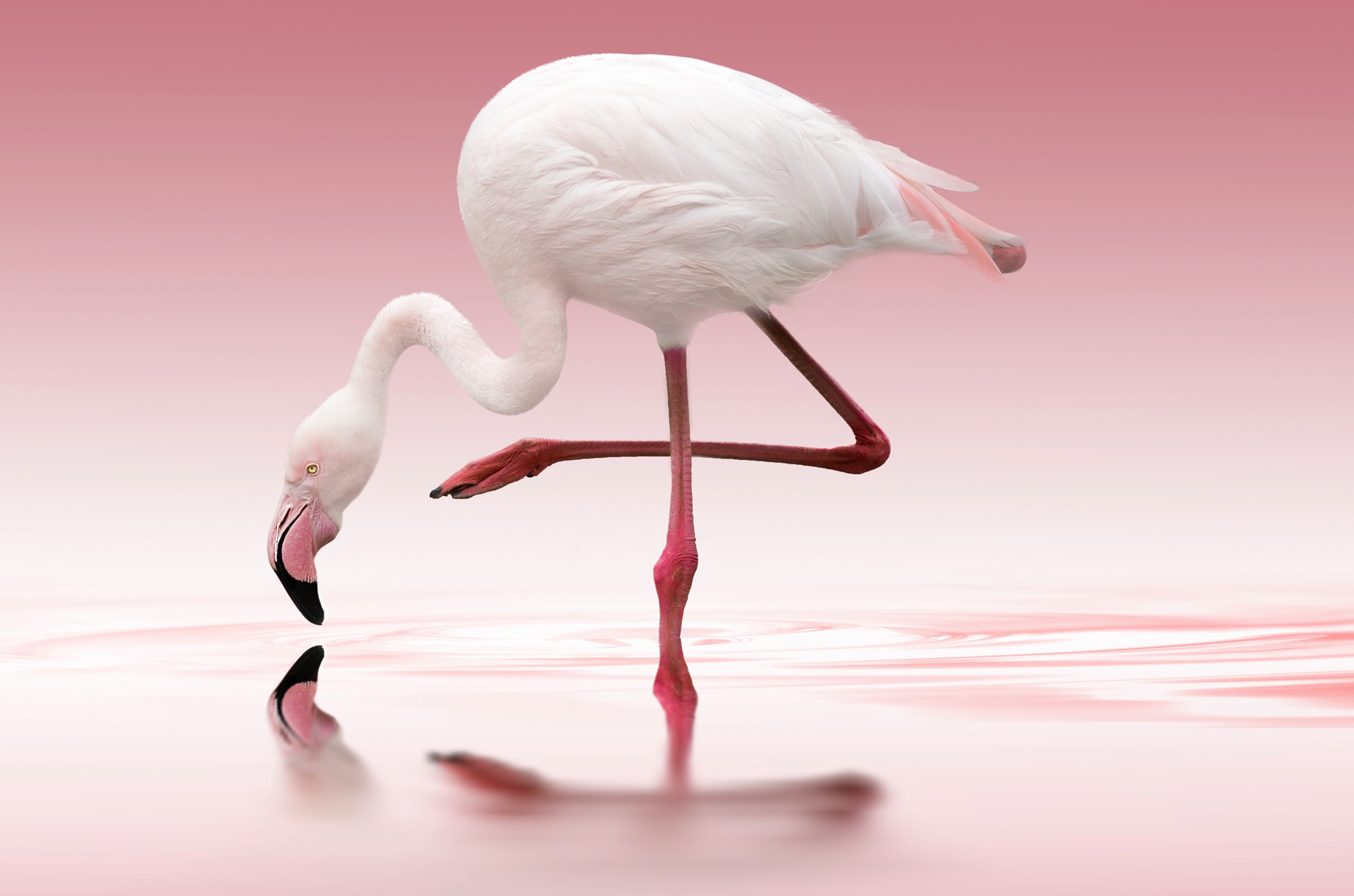 Papermoon Fototapete "Photo-Art DORIS REINDL, FLAMINGO"