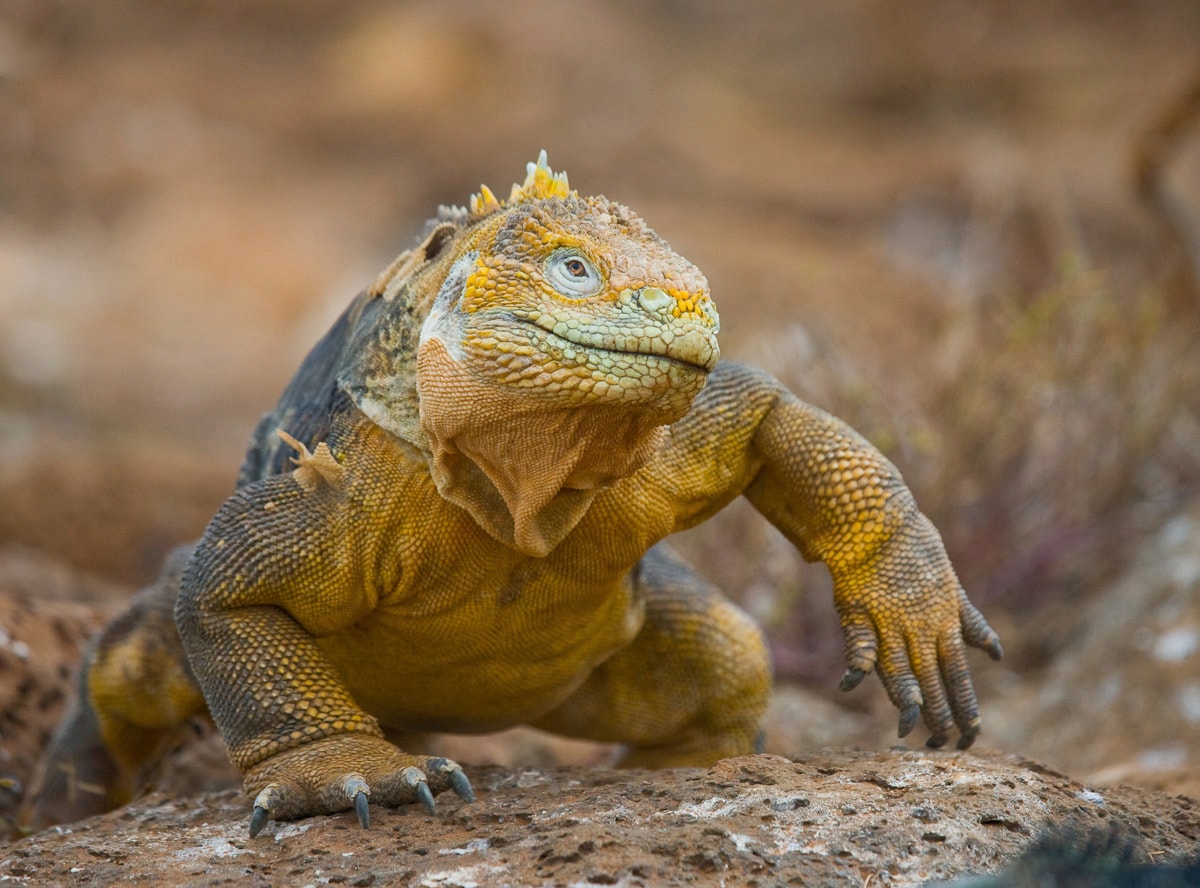 Fototapete »Galapagos-Leguan«