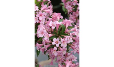 BCM Gehölze »Weigela 'Pink Poppet' ®«, (2 St.), Lieferhöhe: ca. 40 cm, 2 Pflanzen kaufen