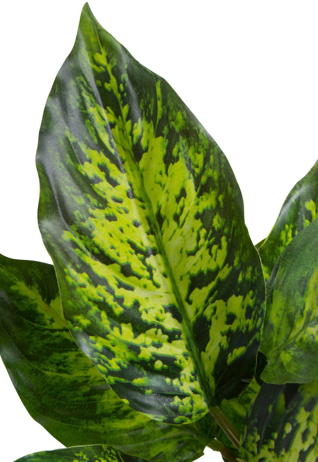 Botanic-Haus Künstliche Zimmerpflanze »Dieffenbachia Tropic«