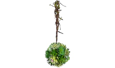 Creativ green Kunstpflanze »Sukkulentenkugel mit Hänger«, (1 St.) kaufen
