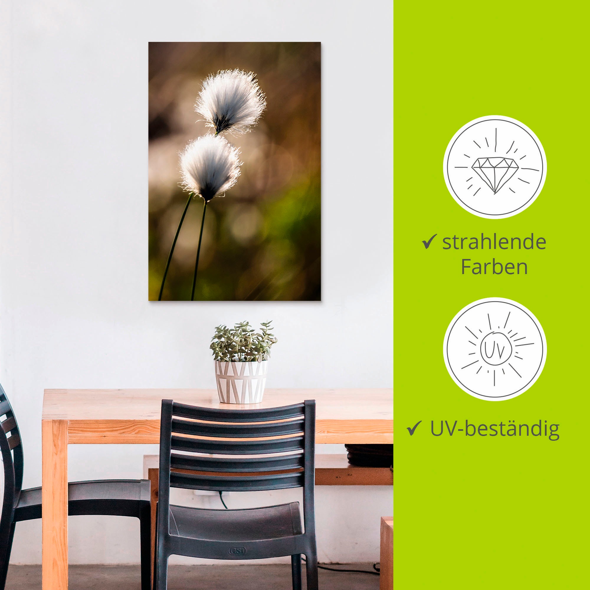 Artland Wandbild »Wollgras I«, Gräser, (1 St.), als Alubild, Outdoorbild, Leinwandbild, Poster in verschied. Größen