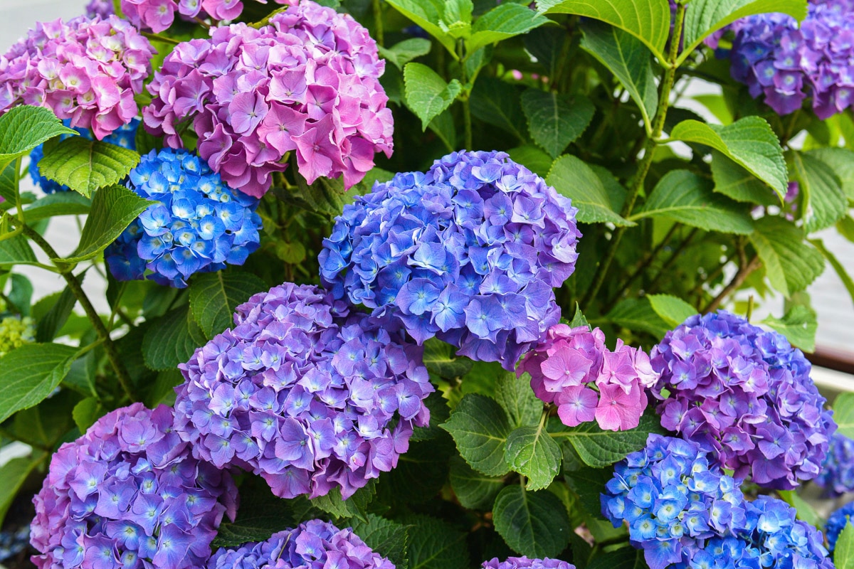 Papermoon Fototapete "Blumen"