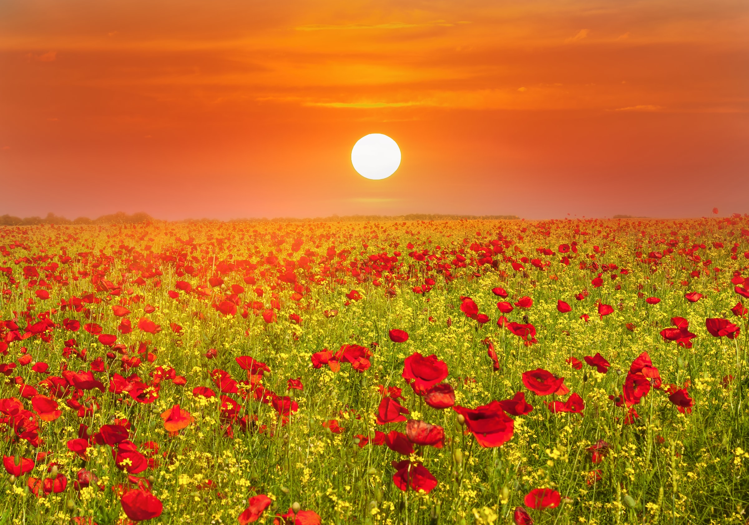 Papermoon Fototapete "Red Poppies Field" glatt