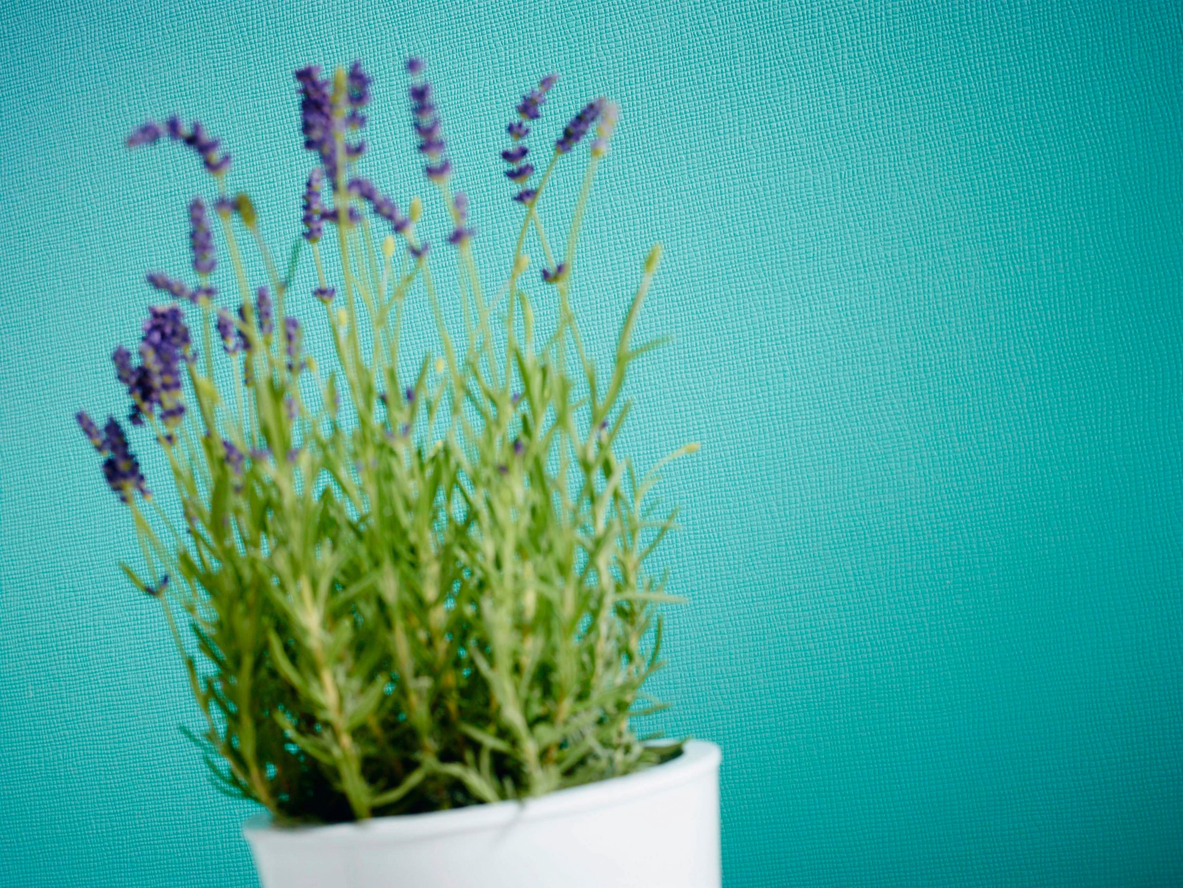 A.S. Création Vliestapete »Meistervlies« einfarbig | uni | unifarben leicht strukturiert Tapete einfarbig Überstreichbar Tapeten Wohnzimmer Schlafzimmer Design