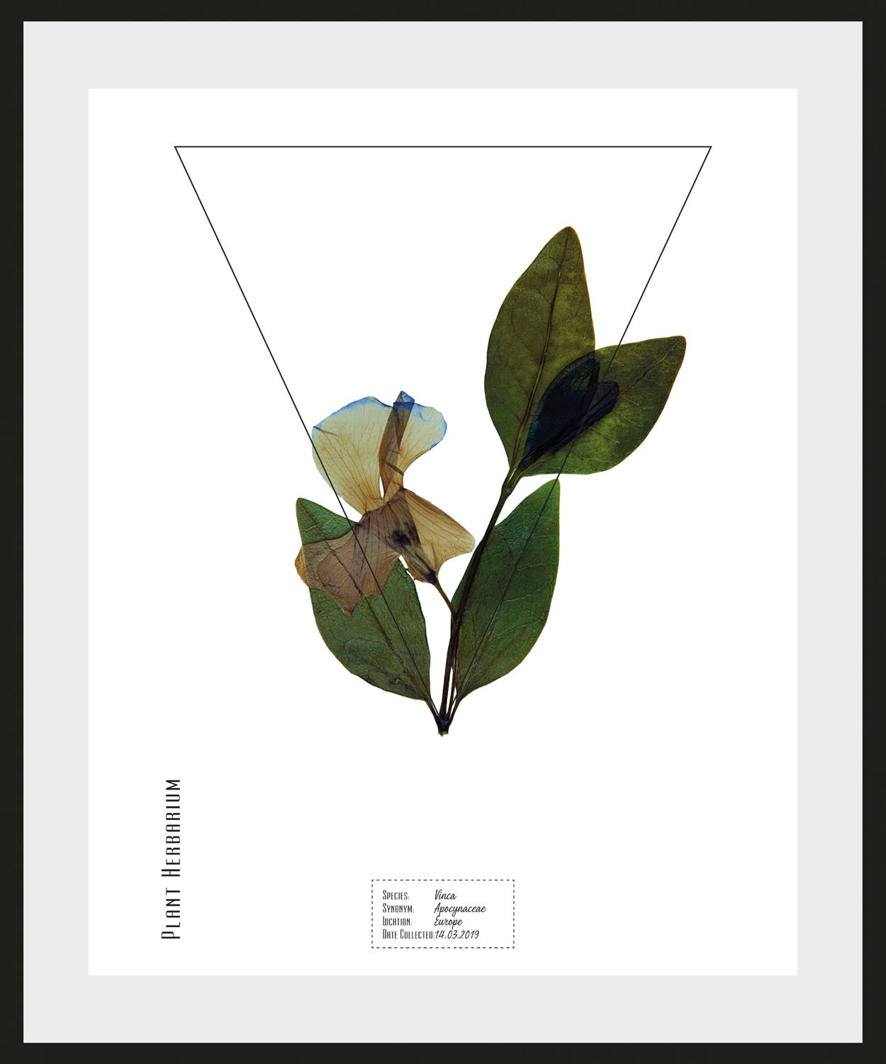 queence Bild "Vinca", Pflanzen-Pflanzenbilder-Schriftzug, (1 St.), HD Premi günstig online kaufen