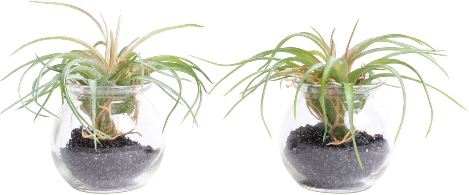 »Tillandsie | Künstliche Glas« m Zimmerpflanze kaufen BAUR Botanic-Haus