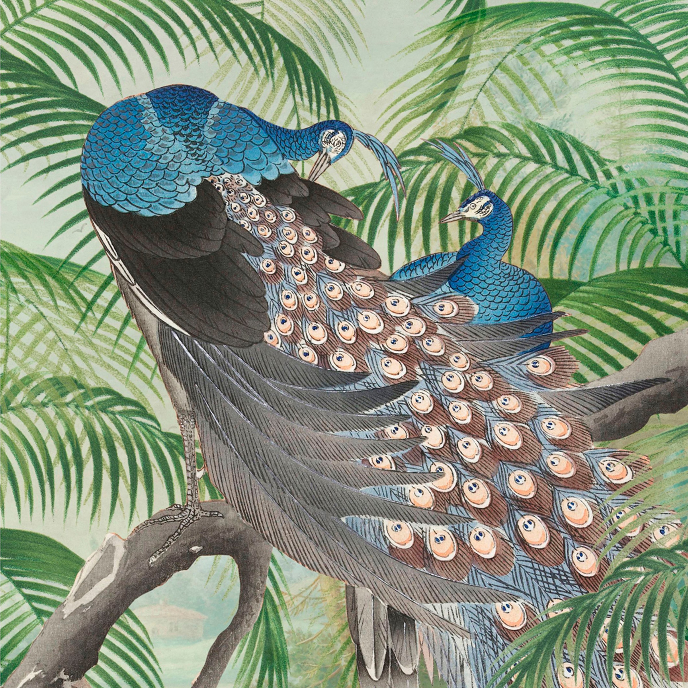 Art for the home Fototapetas »Peacock« animal print 280...