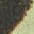 open_yellow