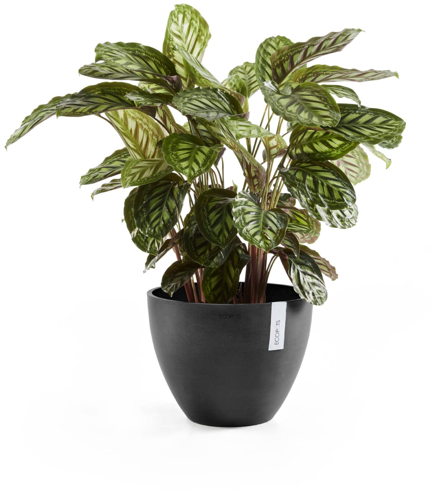 ECOPOTS Blumentopf »ANTWERP Dark Grey« BxTxH: 40x40x30 cm