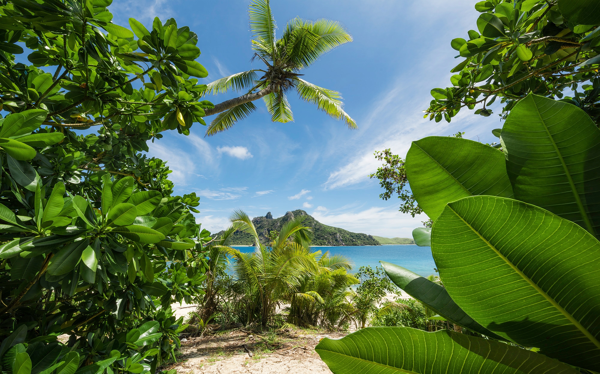 Komar Vliestapete »Cast Away Jungle« 450x280...