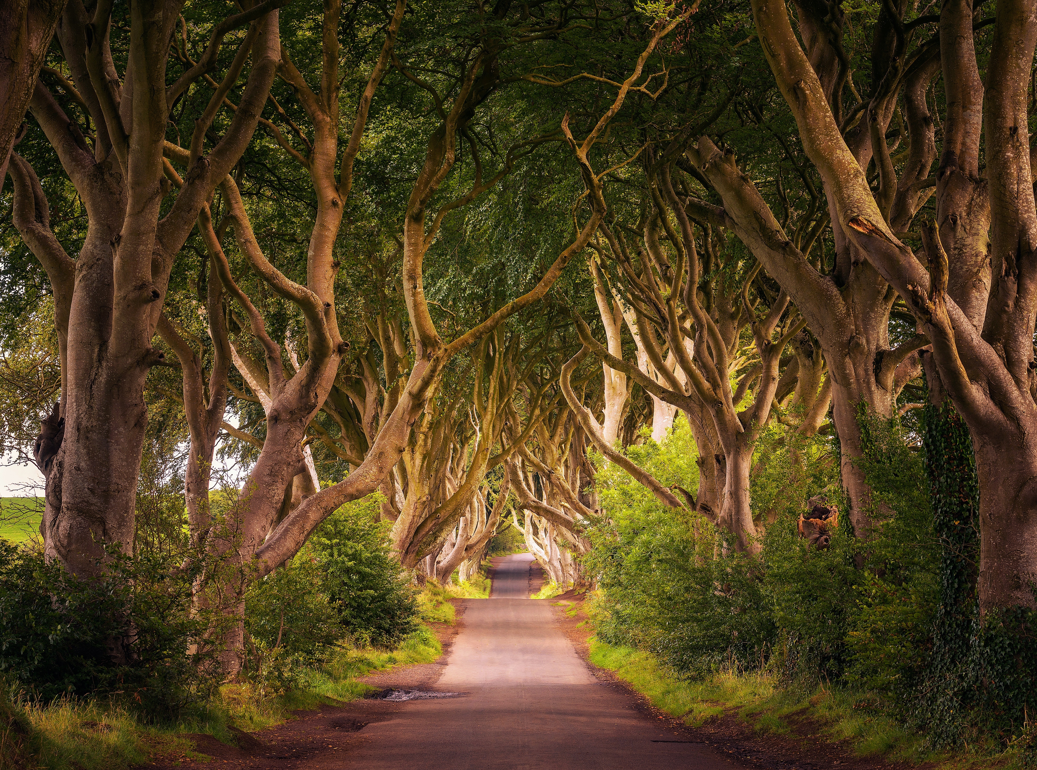 Papermoon Fototapete "Dark Hedges Tree Tunnel" glatt