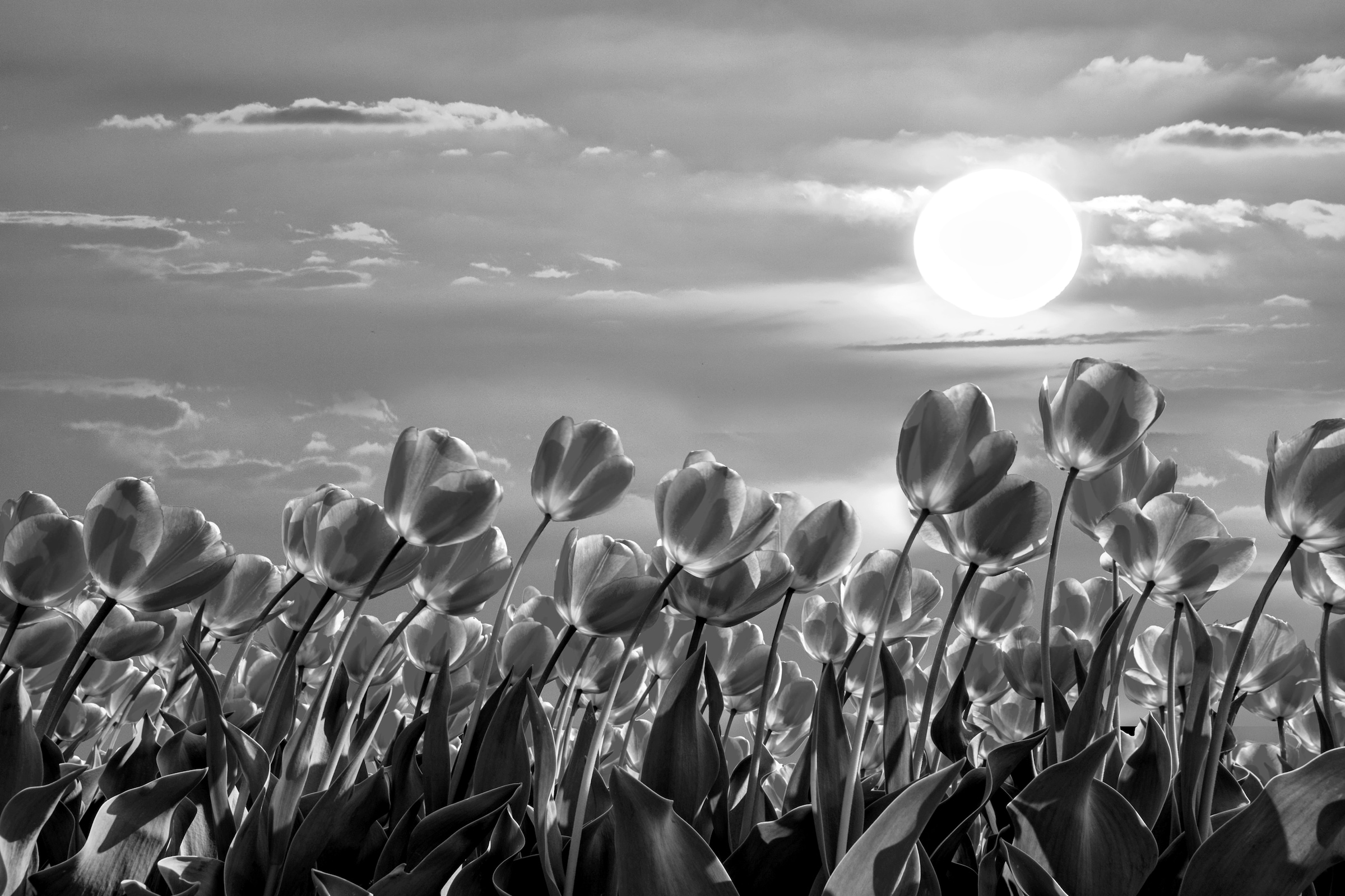 Papermoon Fototapete "Blumen Schwarz & Weiß"