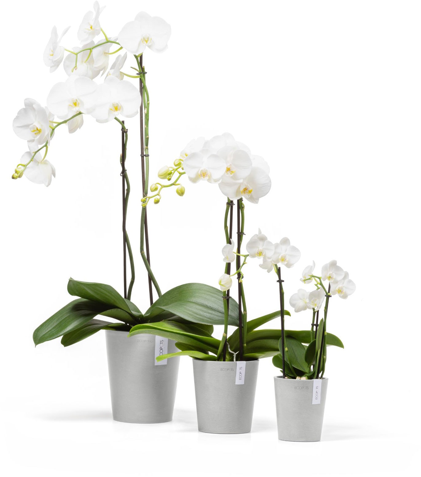 ECOPOTS Blumentopf »Morinda Orchidee 11 Weißgrau« für den Innenbereich