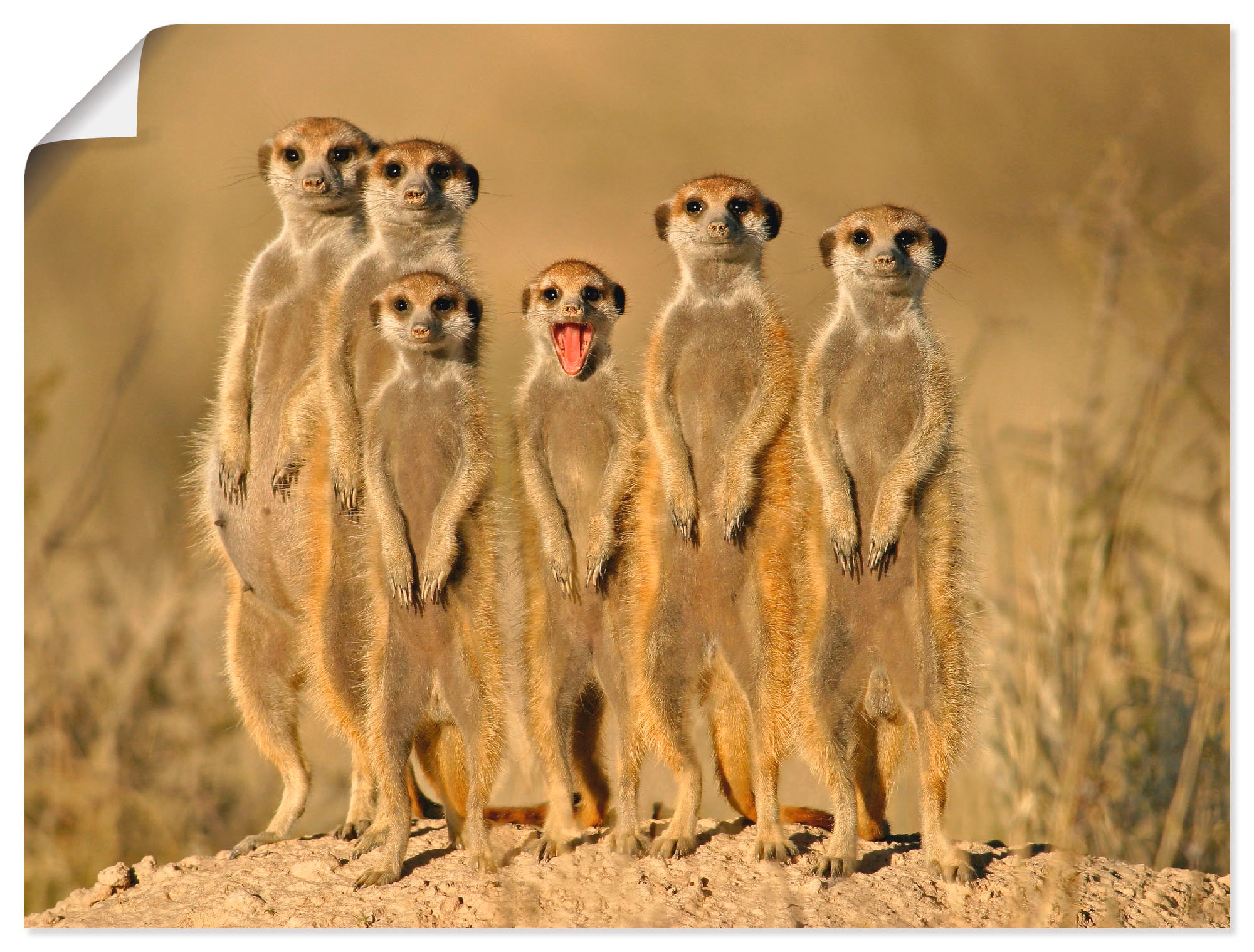 Poster St.), (1 Artland Leinwandbild, oder Größen Wildtiere, | Alubild, kaufen Wandbild als »Erdmännchen BAUR Familie«, Wandaufkleber in versch.