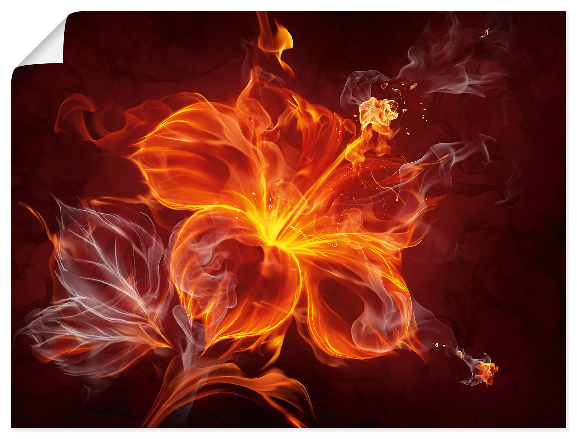 Artland Wandbild "Feuerblume" Blumen 1 Stk. tlg. als Leinwandbild, Poster in verschied. Größen
