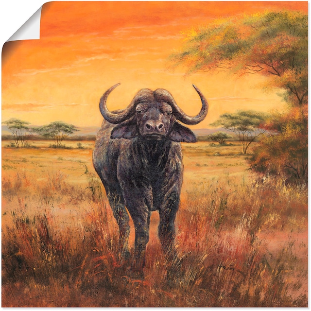 Alubild, Artland Poster Wildtiere, Größen Leinwandbild, als St.), | (1 »Büffel«, versch. Wandaufkleber Wandbild in BAUR oder kaufen