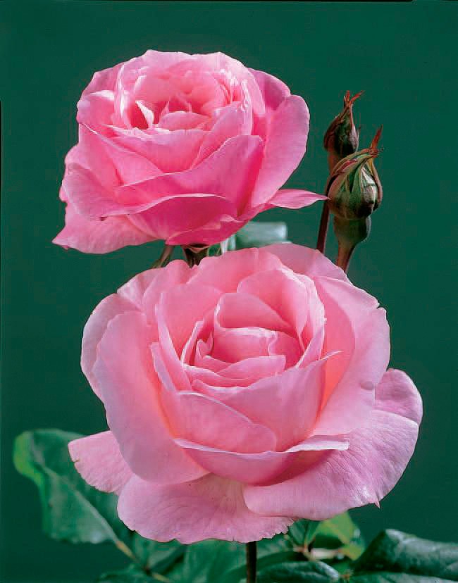 BCM Beetpflanze »Rose The Queen Elizabeth«, (1 St.) kaufen