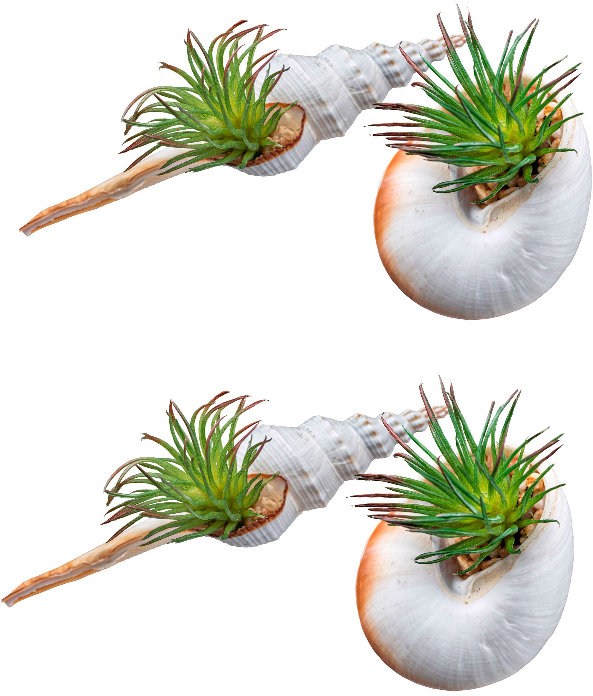 Creativ green Kunstpflanze »Tillandsien in Naturmuscheln«, mit Naturmuscheln