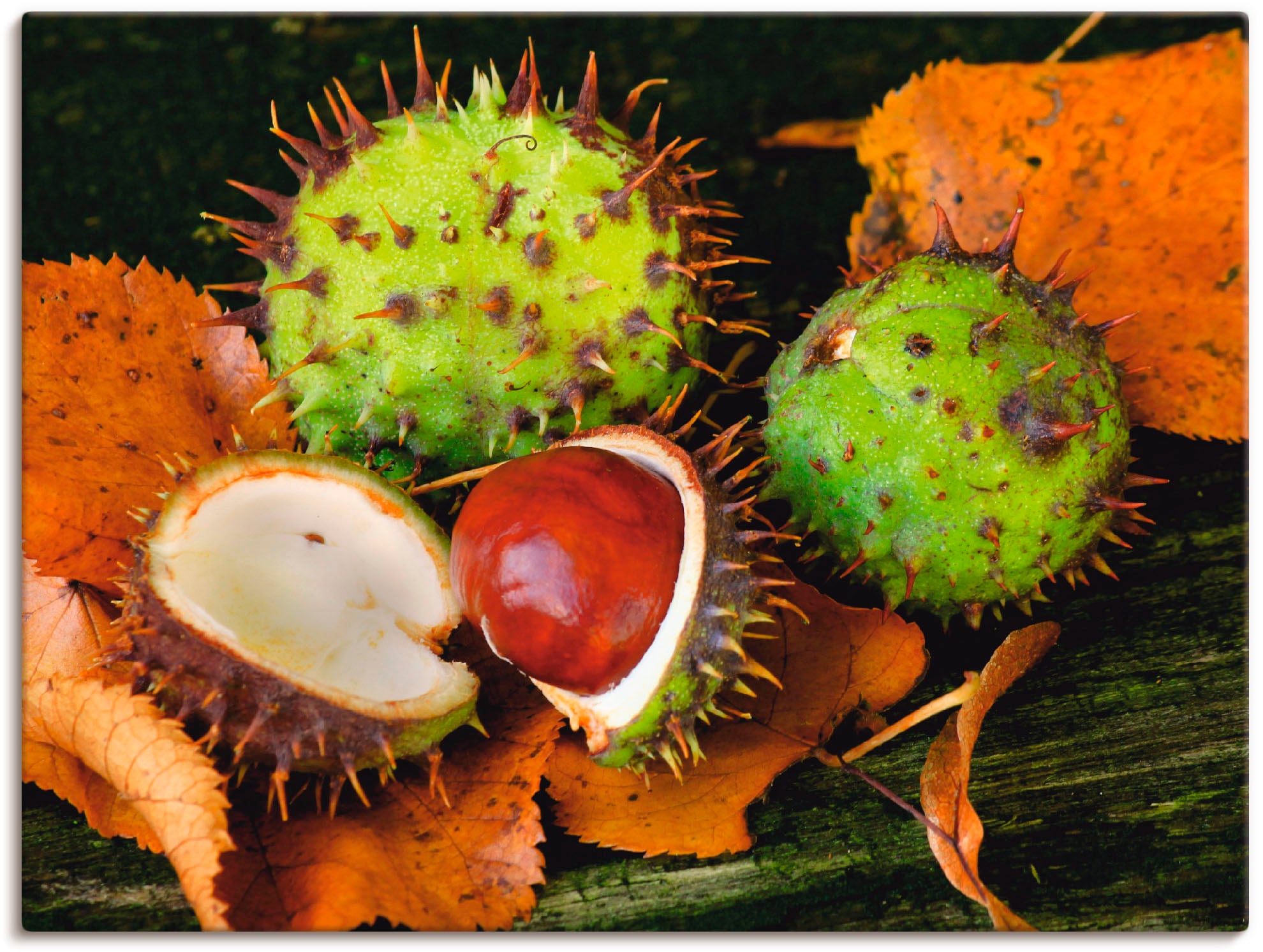 Artland Paveikslas »Kastanien« Arrangements (1...