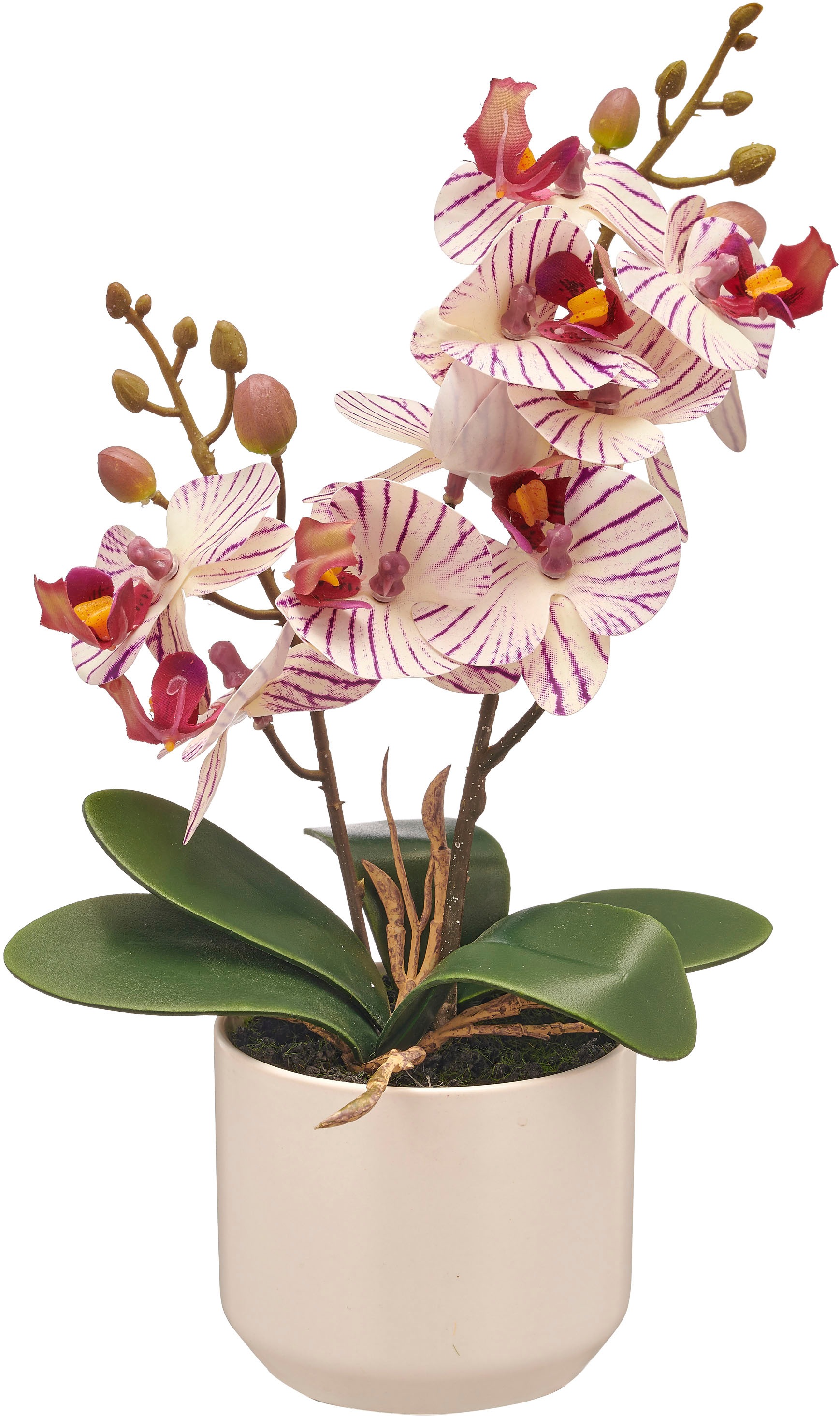 Creativ green Kunstorchidee "Orchidee Phalaenopsis", mit real-touch-Blüten günstig online kaufen