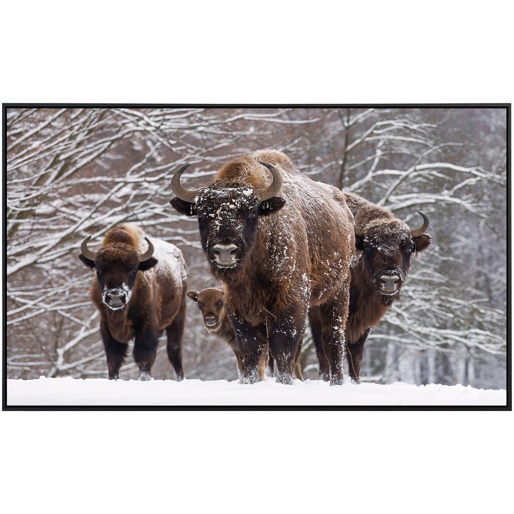 Papermoon Infrarotheizung »Büffel im Schnee«