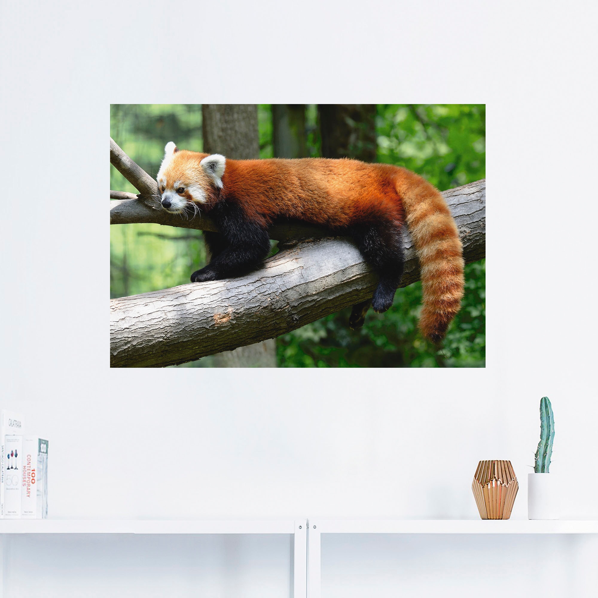 Artland Wandbild »Roter Panda«, Wildtiere, (1 St.), als Poster,  Wandaufkleber in verschied. Größen | BAUR