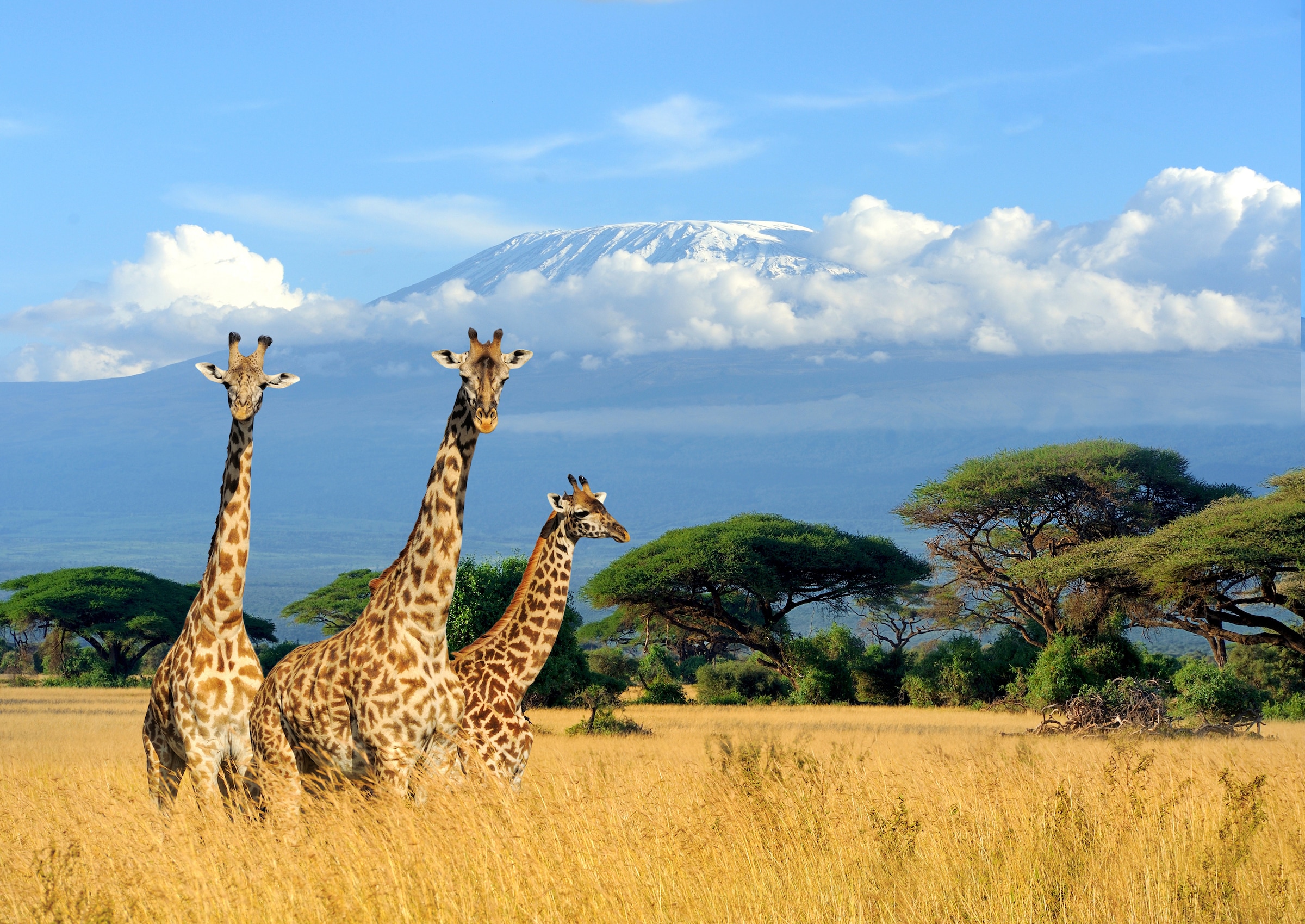 Papermoon Fototapetas »Giraffes at Kilimanjaro«