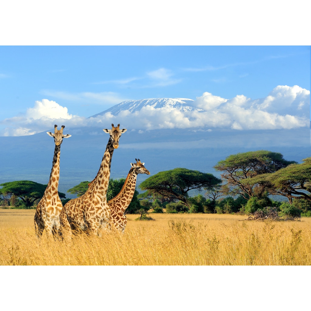 Papermoon Fototapete »Giraffes at Kilimanjaro«