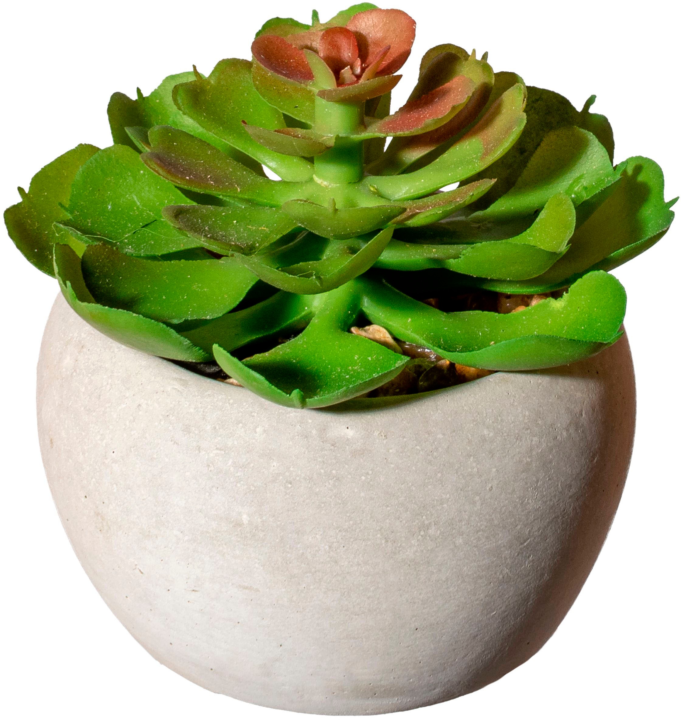 Creativ green Künstliche Zimmerpflanze "Sukkulenten" Deko-Pflanze im Zement günstig online kaufen