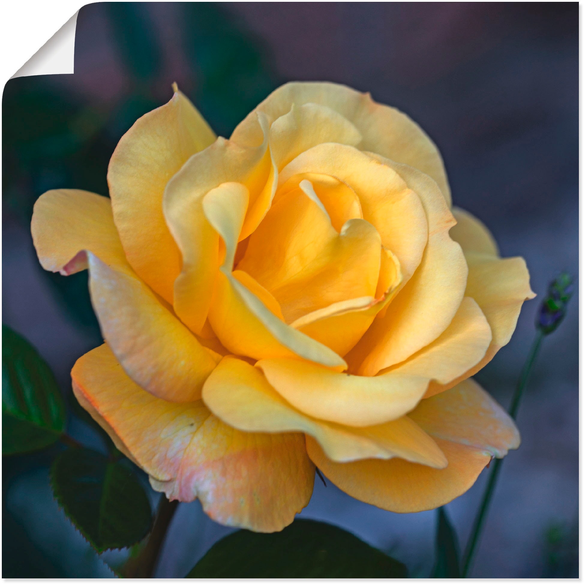 Artland Wandbild "Gelbe Rose", Blumen, (1 St.), als Leinwandbild, Poster in verschied. Größen
