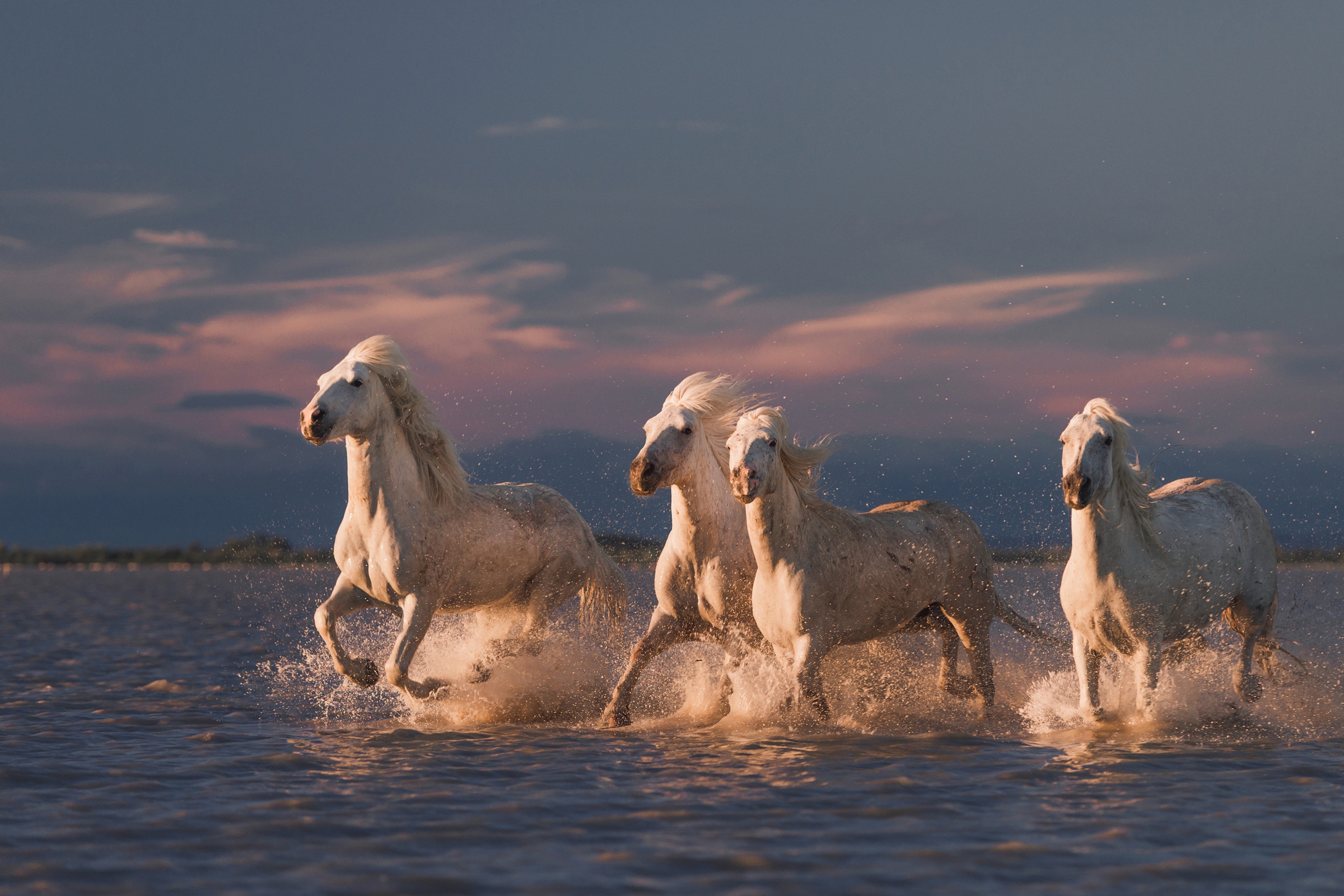 Papermoon Fototapete "Photo-Art ROSTOVSKIY ANTON, ANGELS VON CAMARGUE" günstig online kaufen