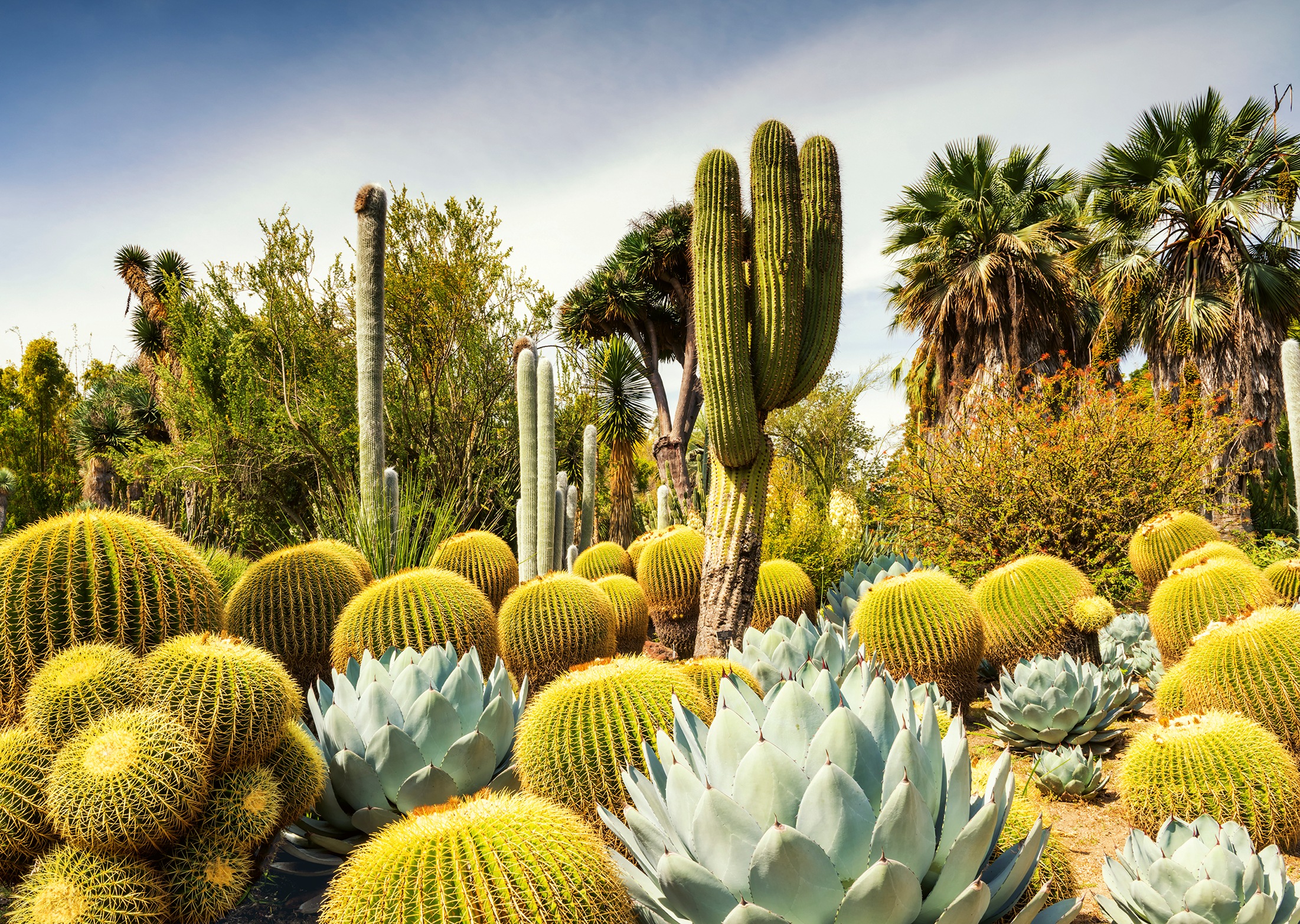 Ravensburger Puzzle »Beautiful Gardens, The Huntington Desert Garden, California, USA«, Made in Germany