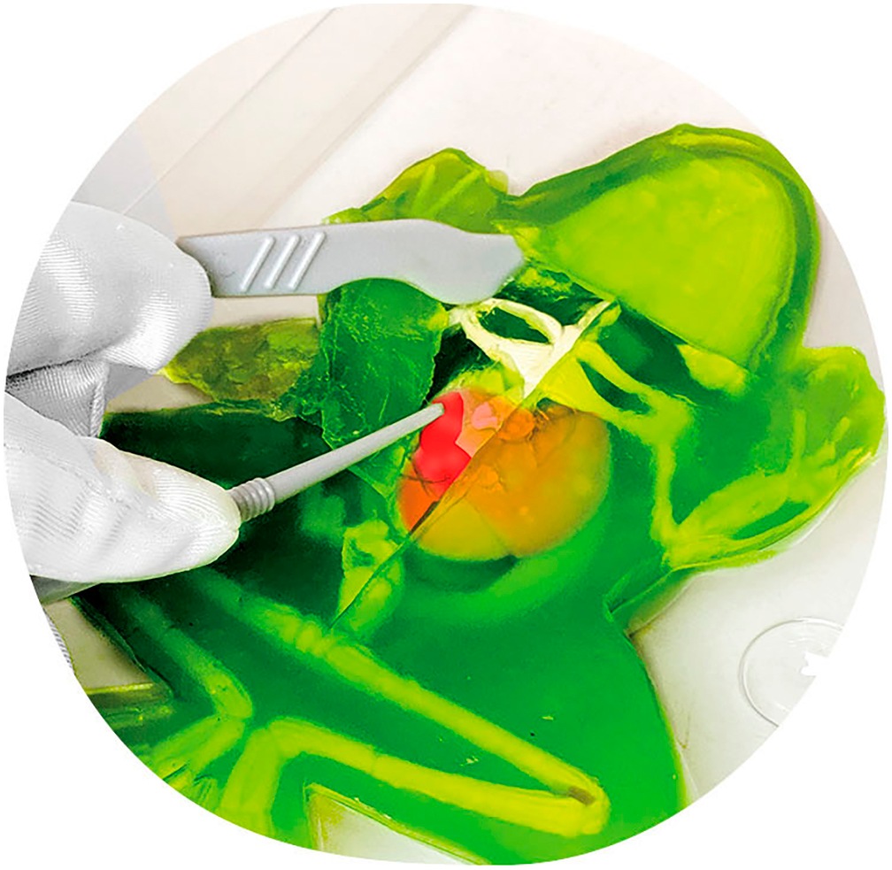 SIMBA Kreativset »Scout, Dissectit, Forscher Labor Frosch«