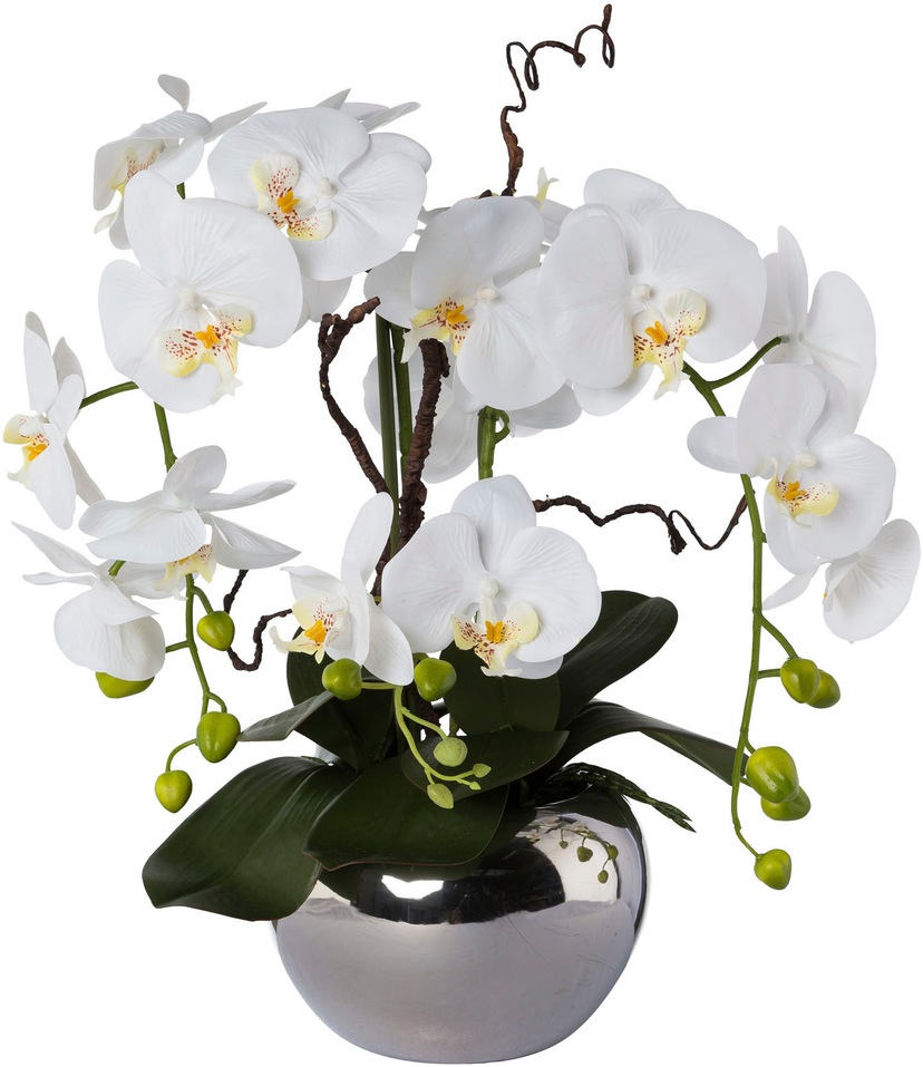 Kunstorchidee | kaufen »Phalaenopsis« green Creativ BAUR