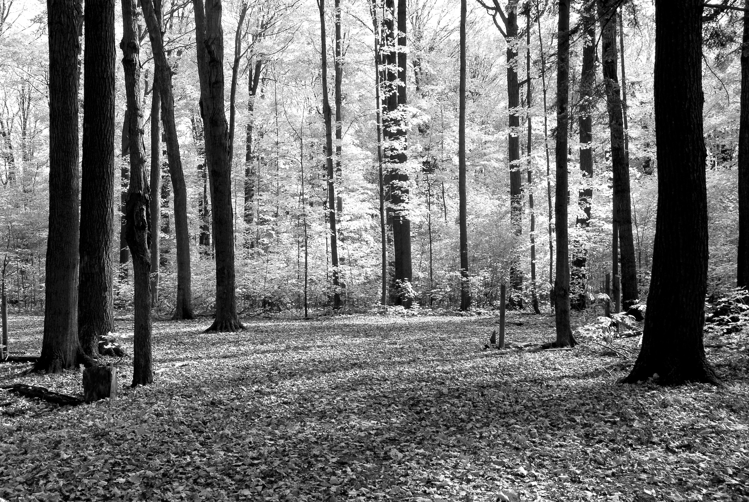 Papermoon Fototapete »Wald Schwarz & Weiß«