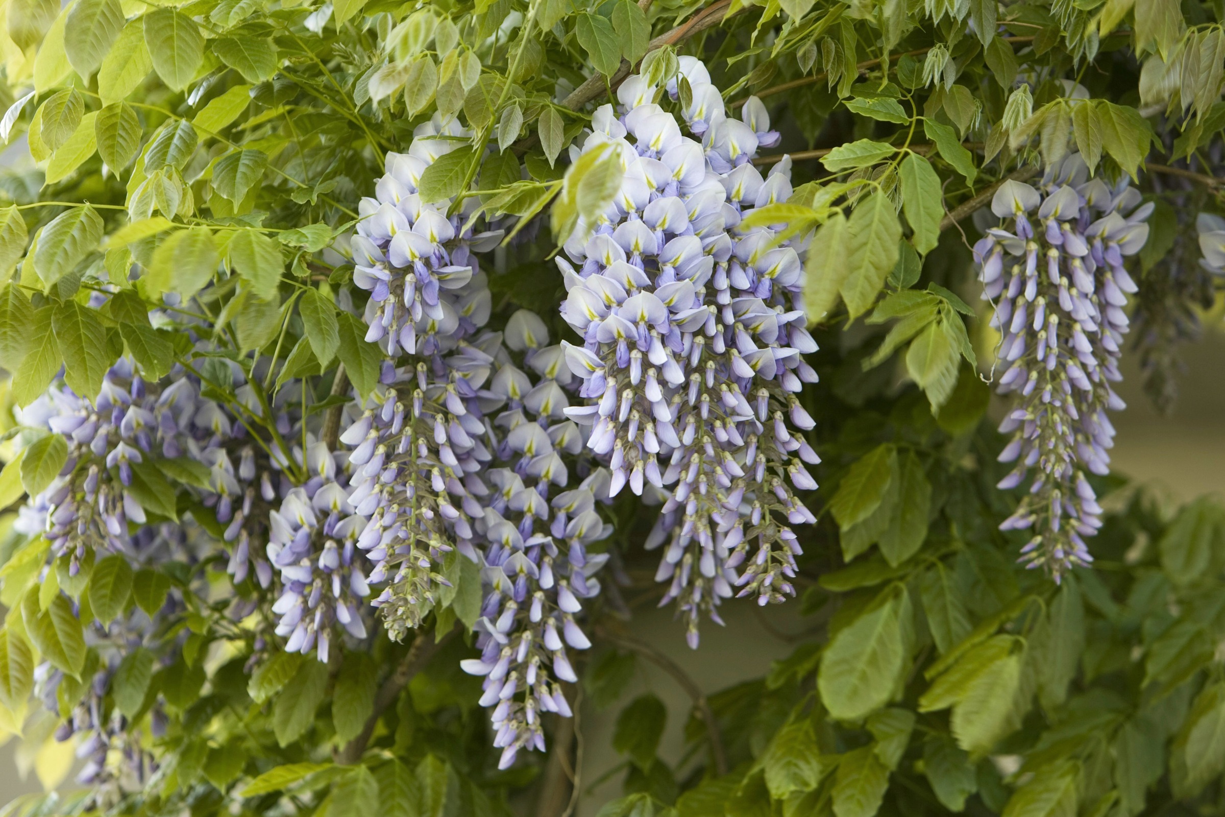 BCM Kletterpflanze »Blauregen floribunda«, (2 St.), Höhe: 40-60 cm, 2 Pflanzen kaufen
