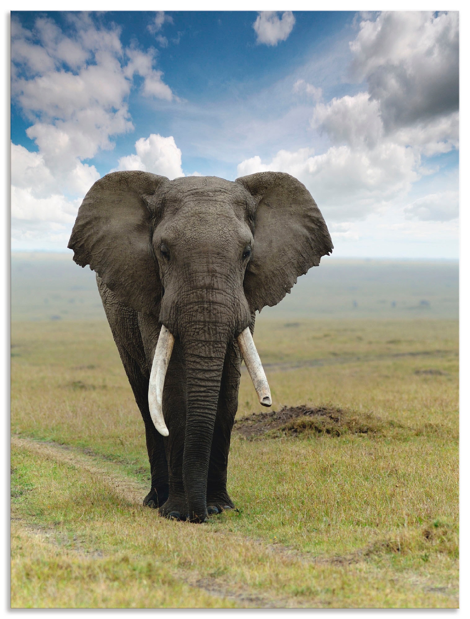 Artland Wandbild "Elefant" Wildtiere 1 Stk. tlg. als Alubild, Outdoorbild, günstig online kaufen