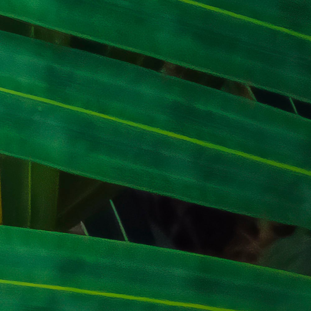 Komar Fototapete »Vlies Fototapete - Amazon Fern - Größe 400 x 250 cm«, bedruckt