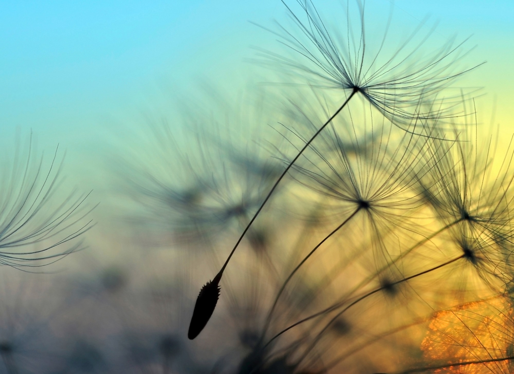 living walls Fototapete "Designwalls Flying Dandelion 1" glatt Vlies, Wand, Schräge, Decke