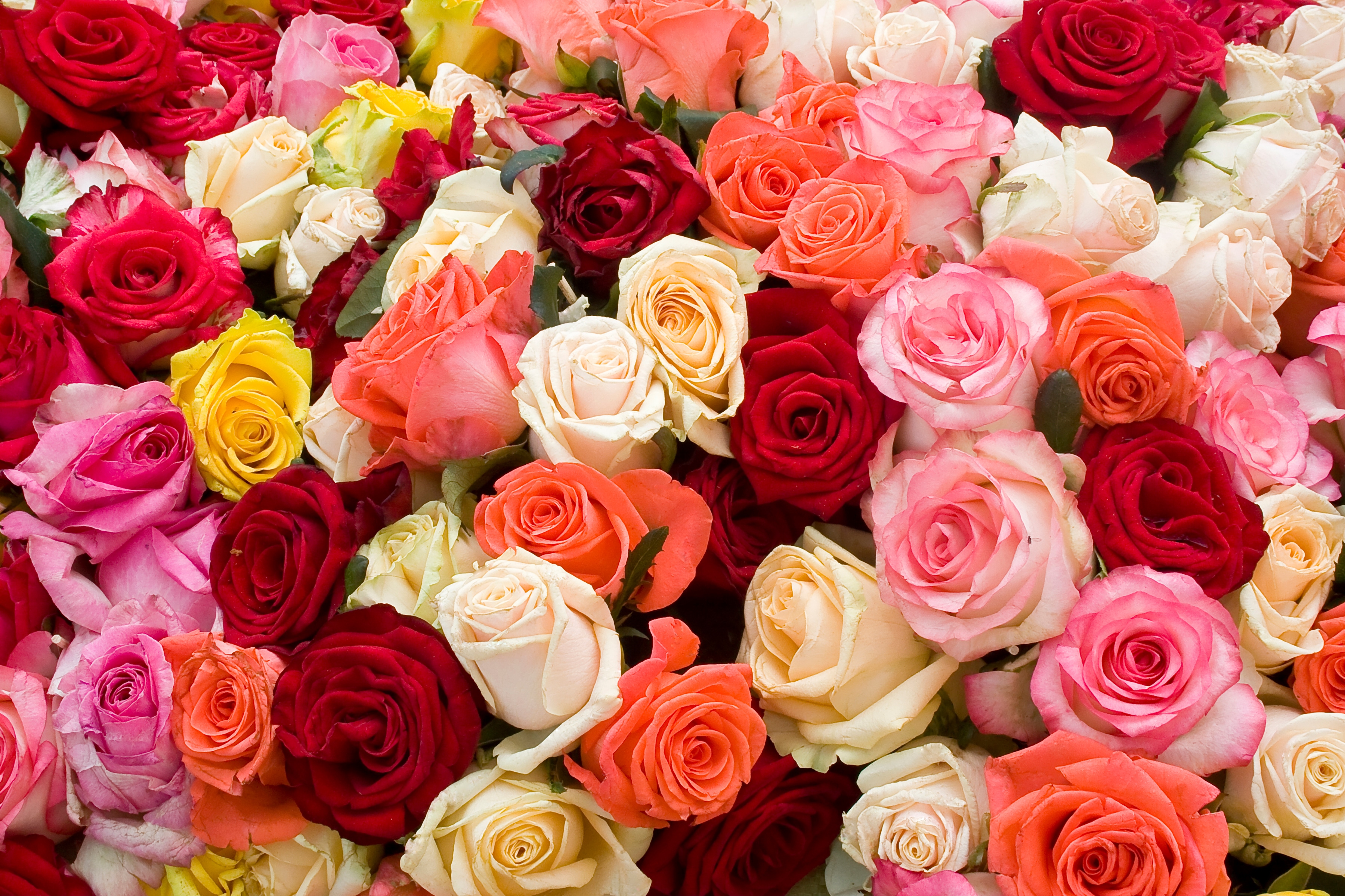 Papermoon Fototapete "Roses" glatt